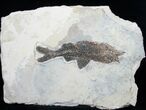 Dapalis Fossil Fish From France - #6533-3